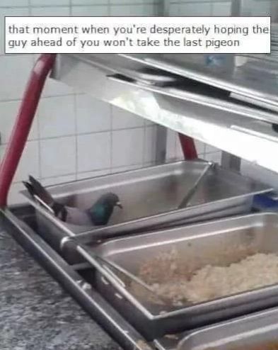 Don't you dare take that pigeon you son of a bitc*
