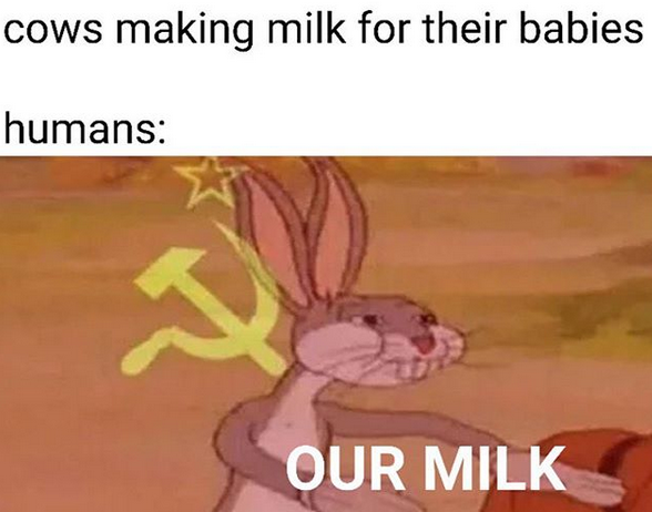 Cows.