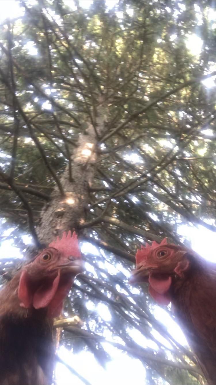 My two hens look like they’re about to drop the sickest mixtape of 2020