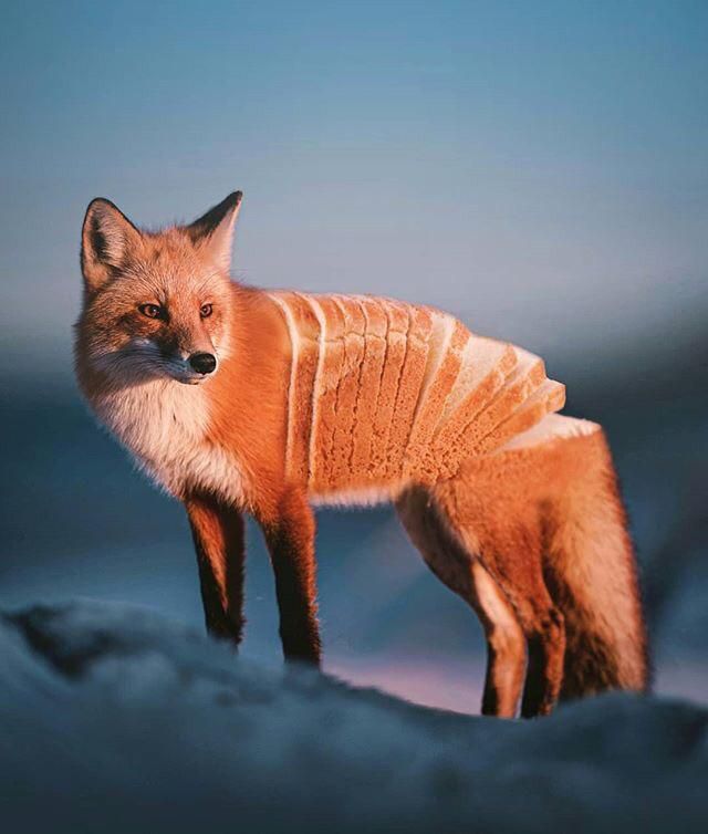 Bread fox