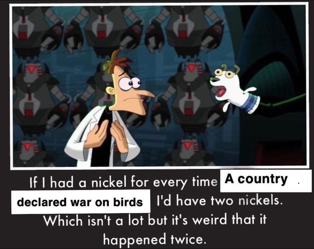 birb