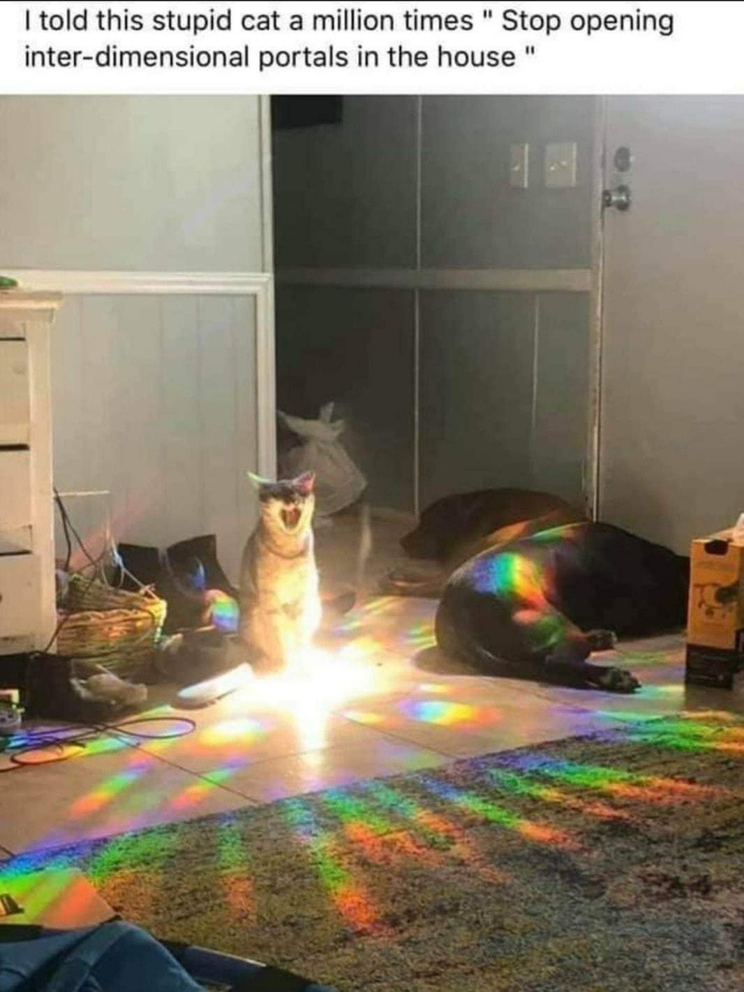 This is why I'm a dog person