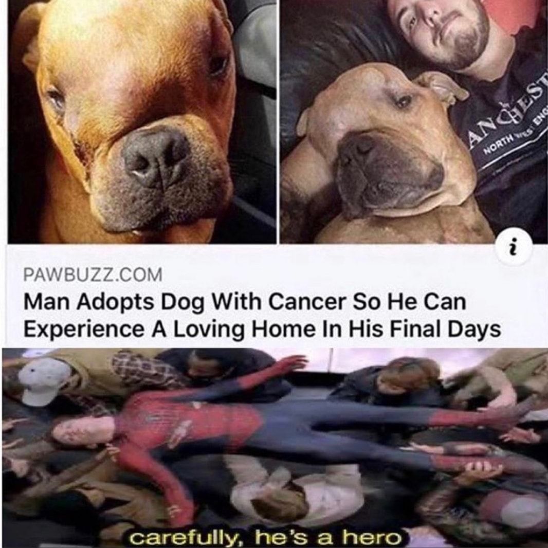 Might be re, I've had many pets die from cancer. This legitimately almost makes me cry