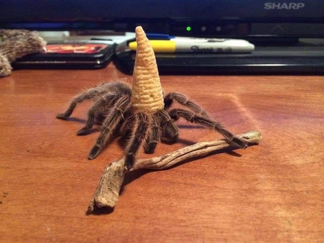 You have encountered Larry the Wizard, make a wish before scrolling further