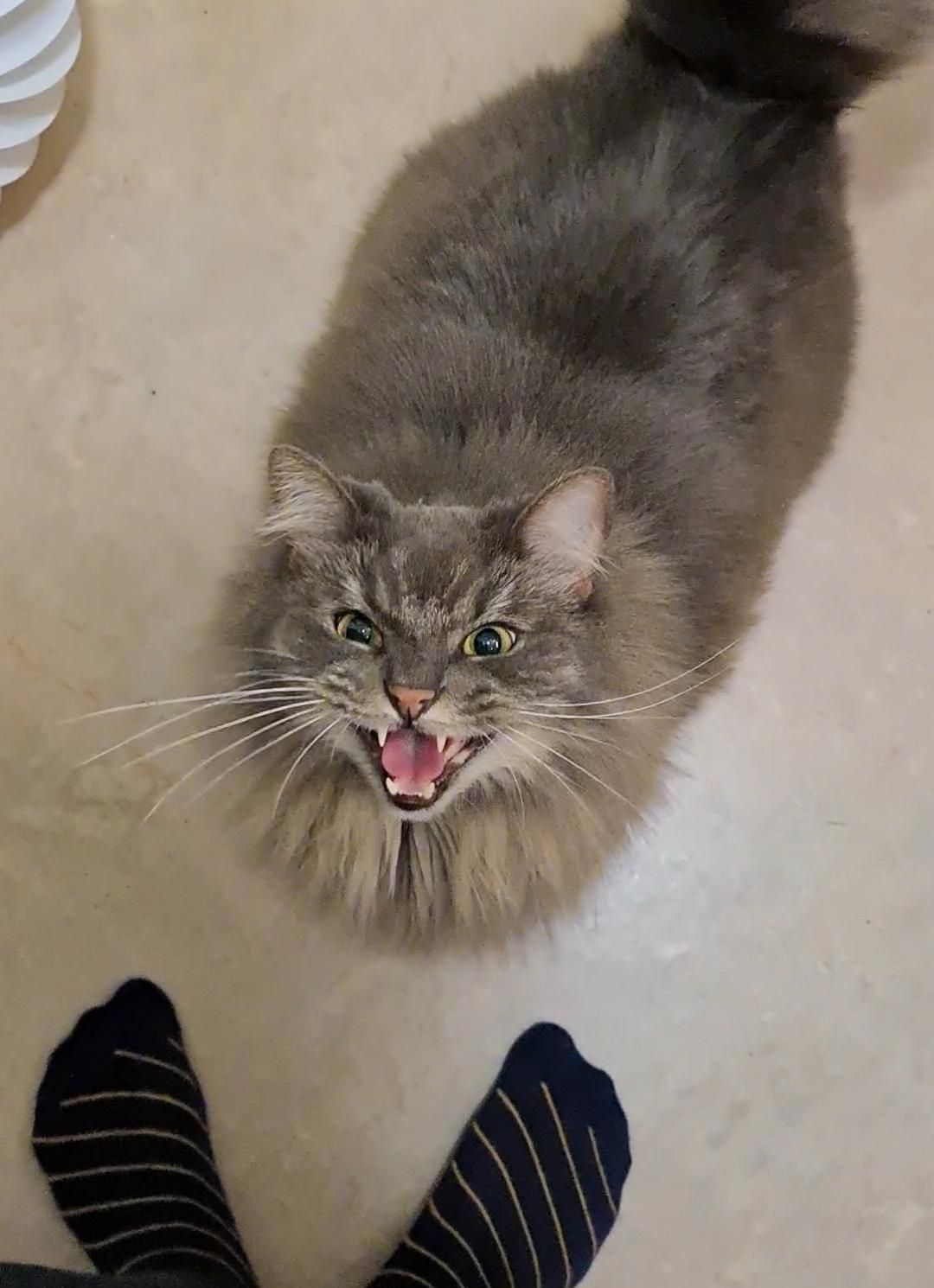 This is what a hangry cat looks like