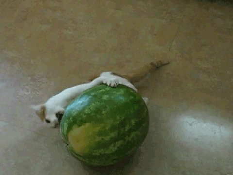 I can haz watermelons now?