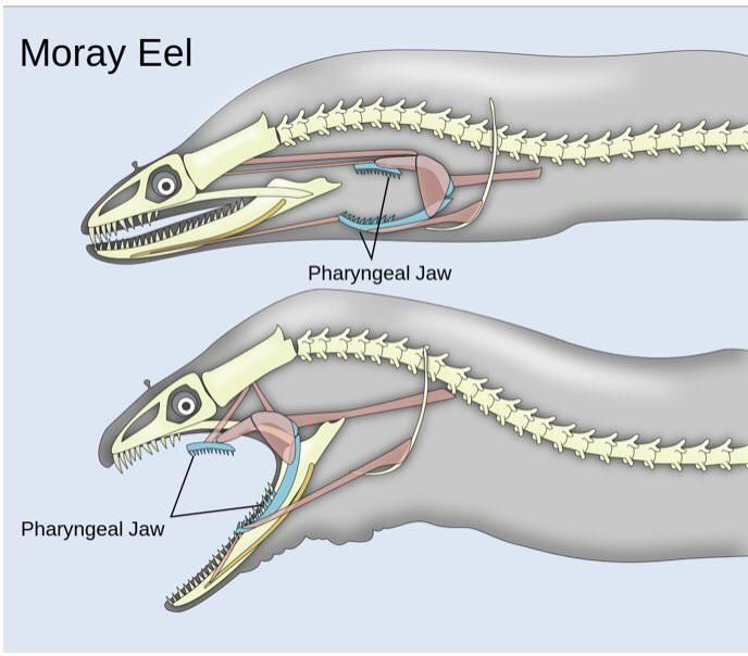When the jaws open wide there’s more jaws inside, that’s a Moray