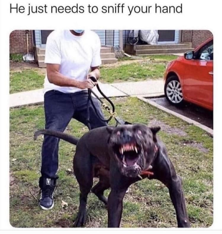 Let him sniff your hand bro