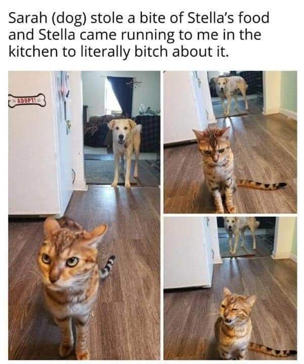 Cat's food got stolen by the dog. She came into the kitchen to *** about it.