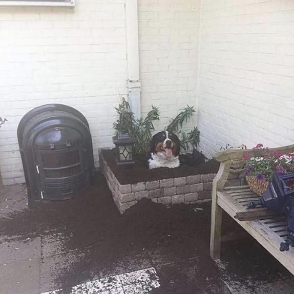 he planted himself