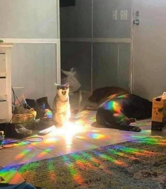 We know cats will rule the world one day because this one was caught opening an interdimensional portal!