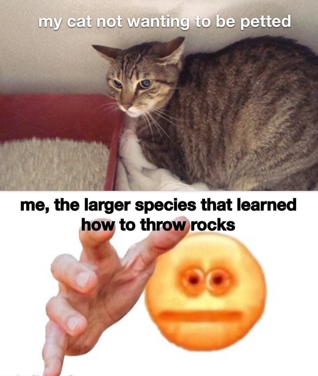 The real reason we're put on this planet is to see how many different animals we can pet