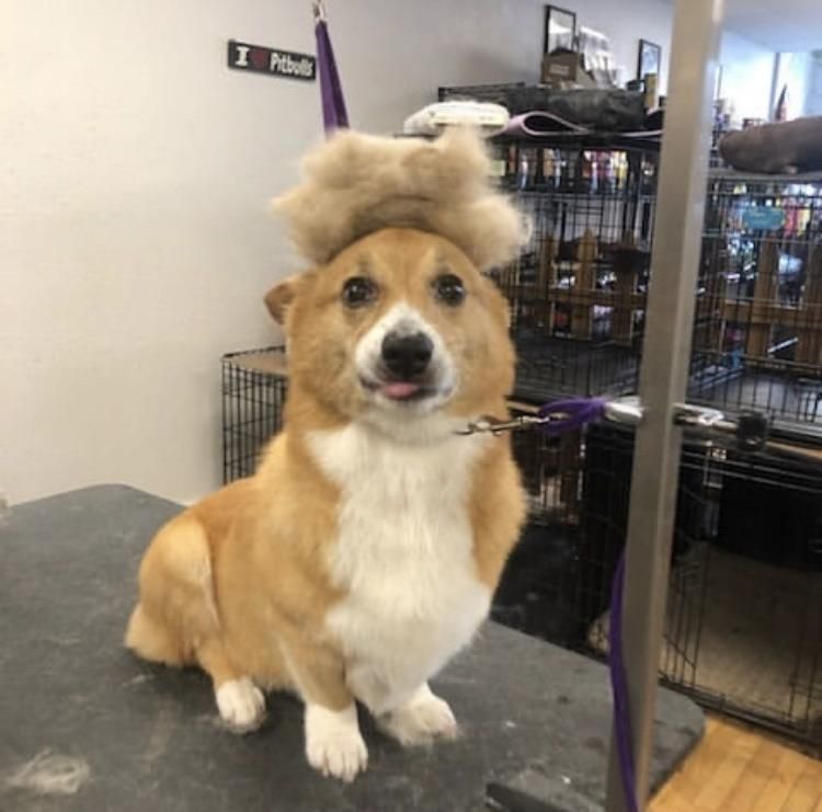 Our groomer made a toupee out of our corgi’s hair. Derp mode activated.