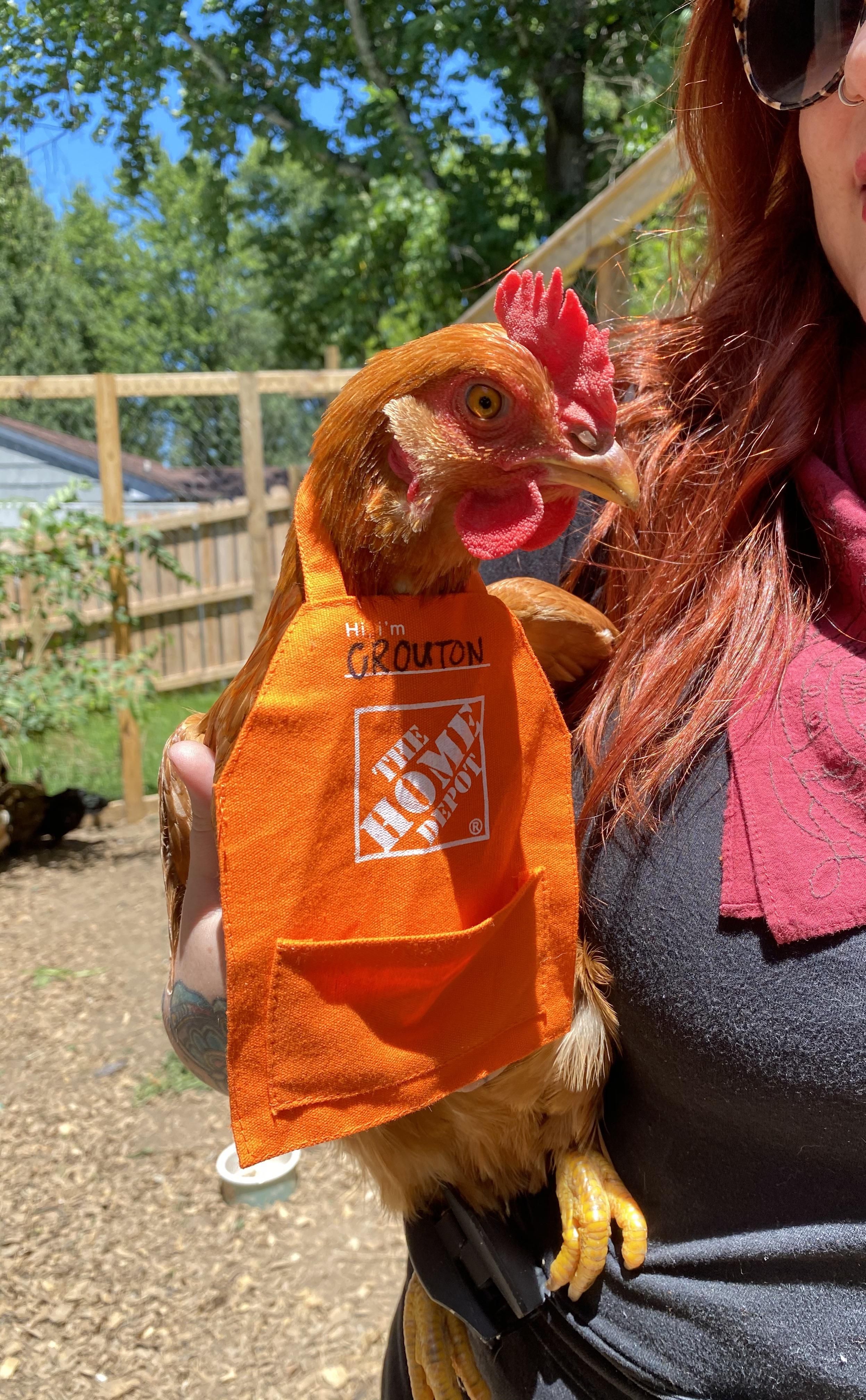 Life pro tip: Home Depot gift card aprons fit chickens