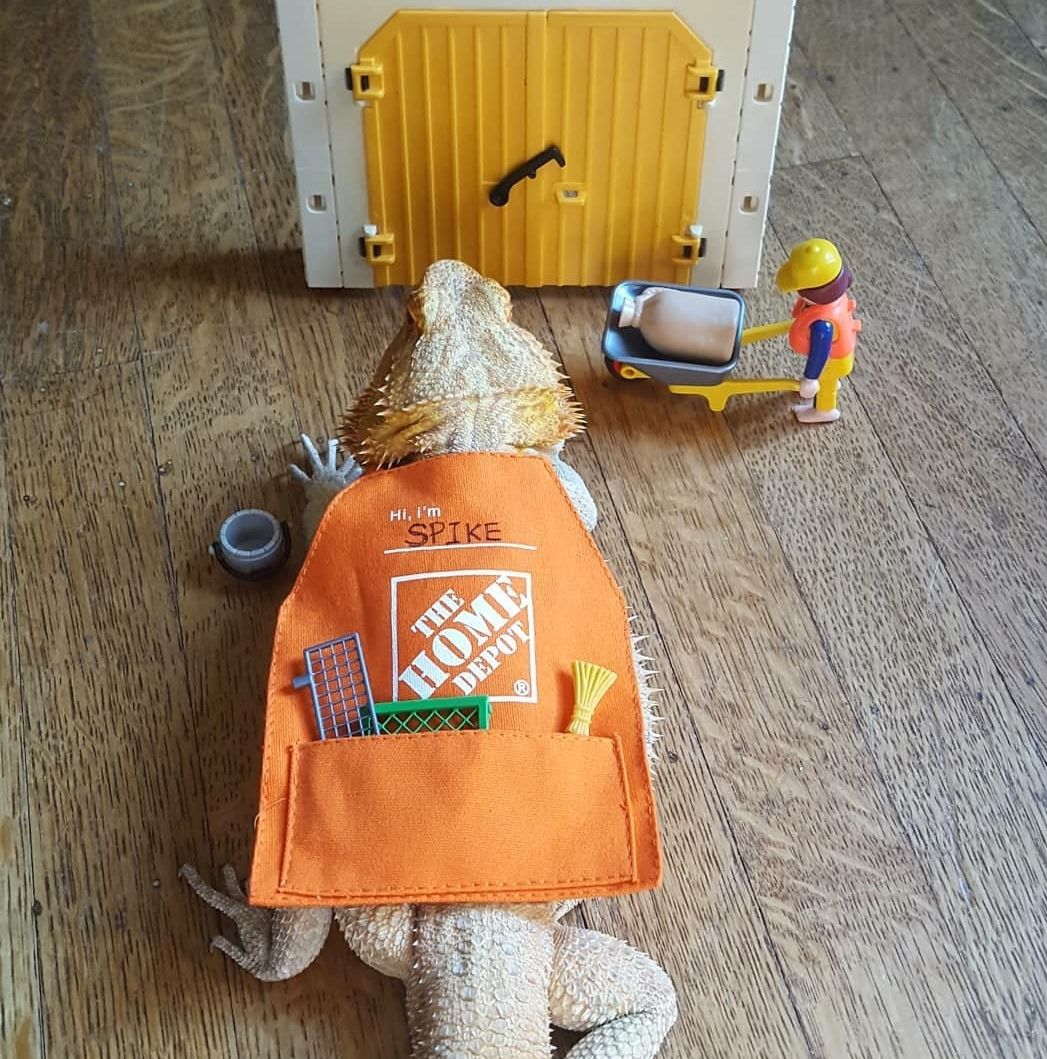 Besides chickens, Home Depot gift card aprons fit lizards too.