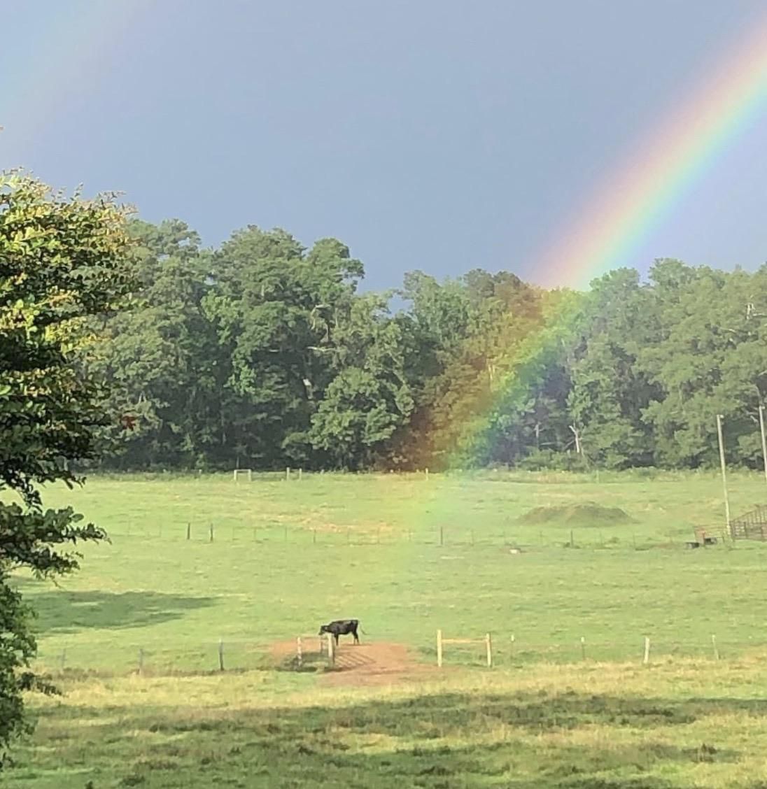The pot of gold looks like a cow.