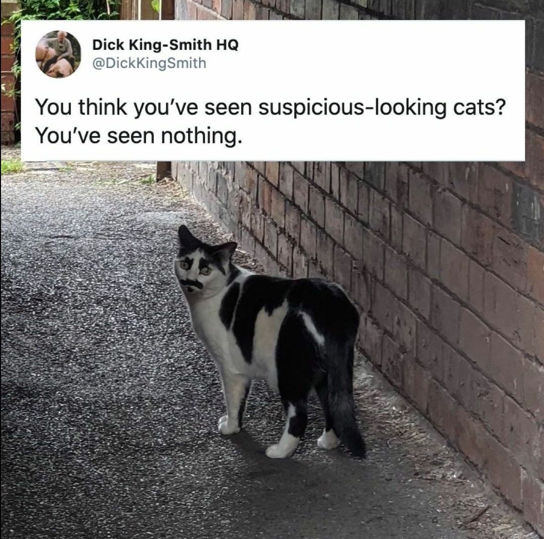 Suspicious meow