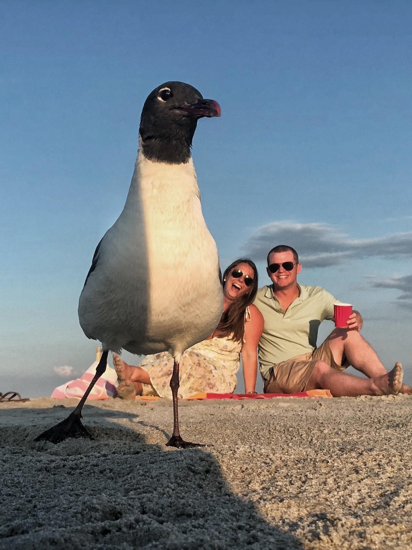 Girlfriend and I got photobombed by a seagull this weekend while trying to take a self timed photo!