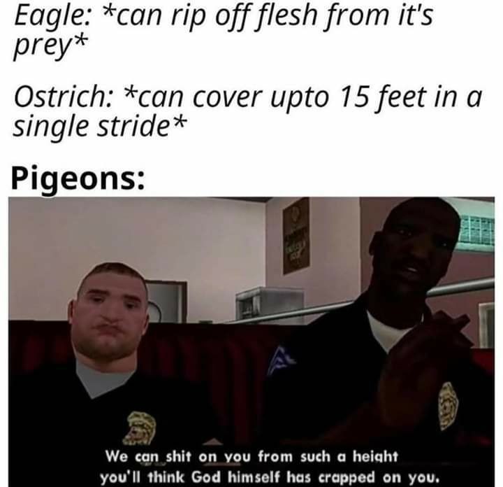 Get out of here pigeons life already does that