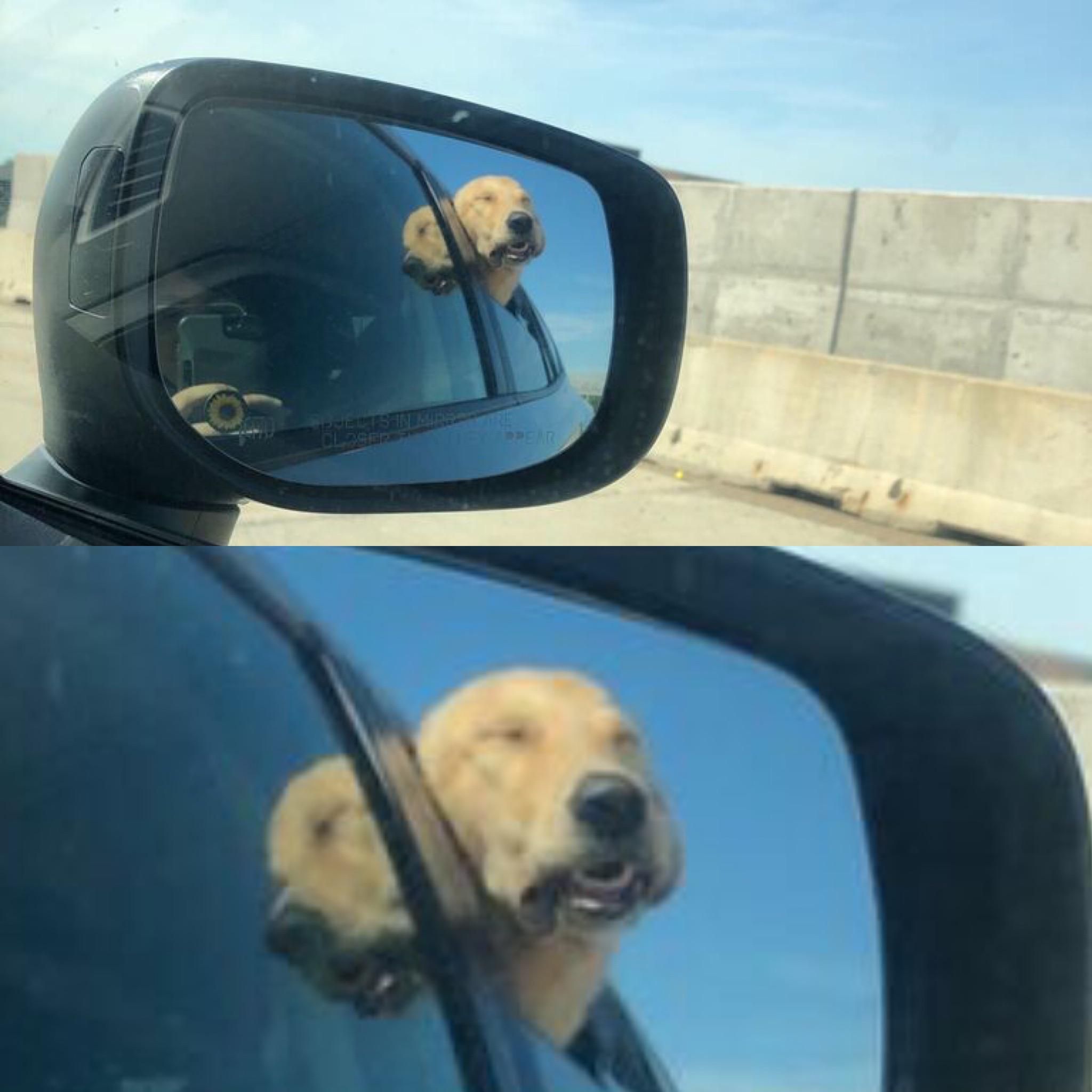 Our dog is spiritually reborn whenever she goes on a car ride