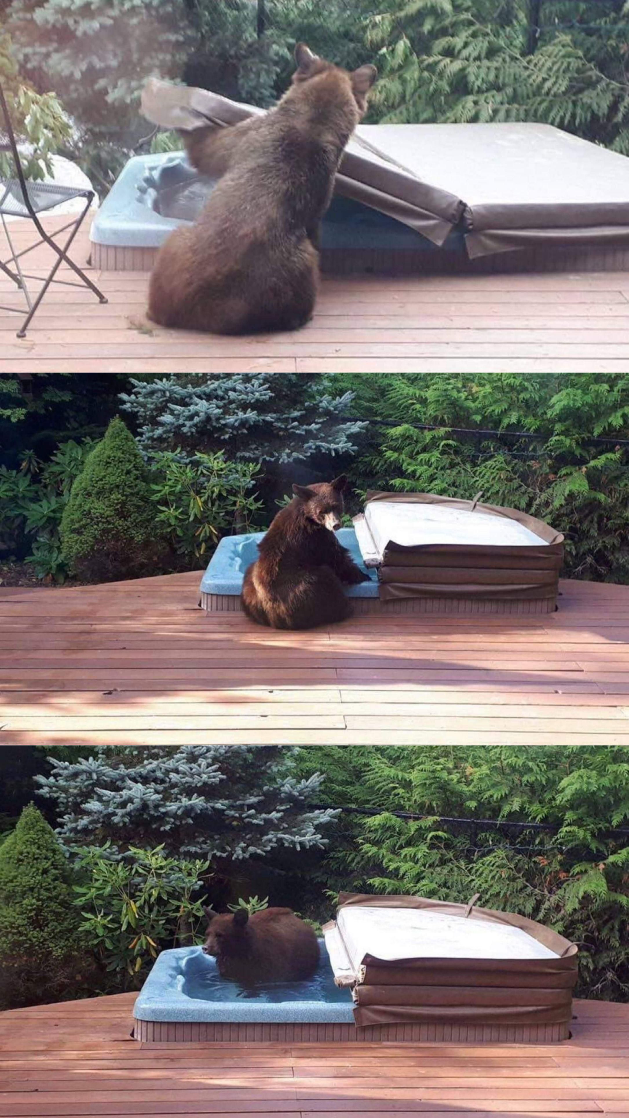 Even bears need to relax sometimes