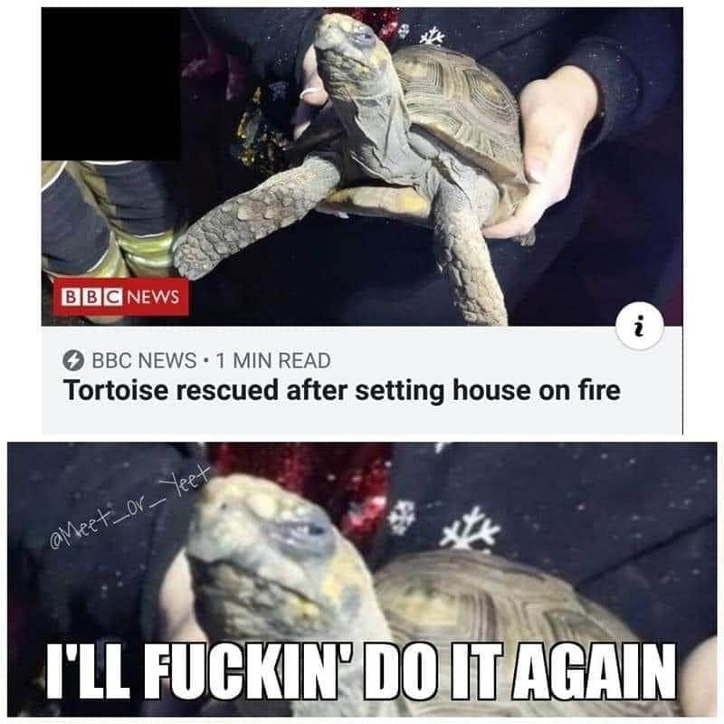 This tortoise is Cold Blooded
