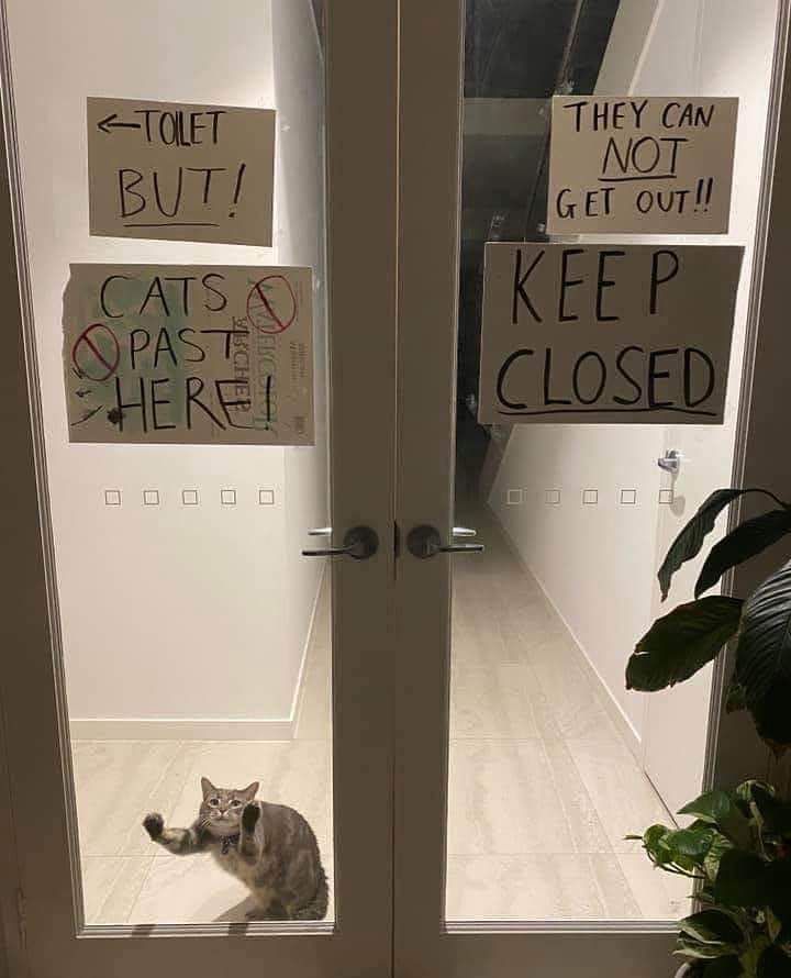 Someone really doesn't want this cat to get out