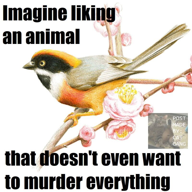 birb gang dumb