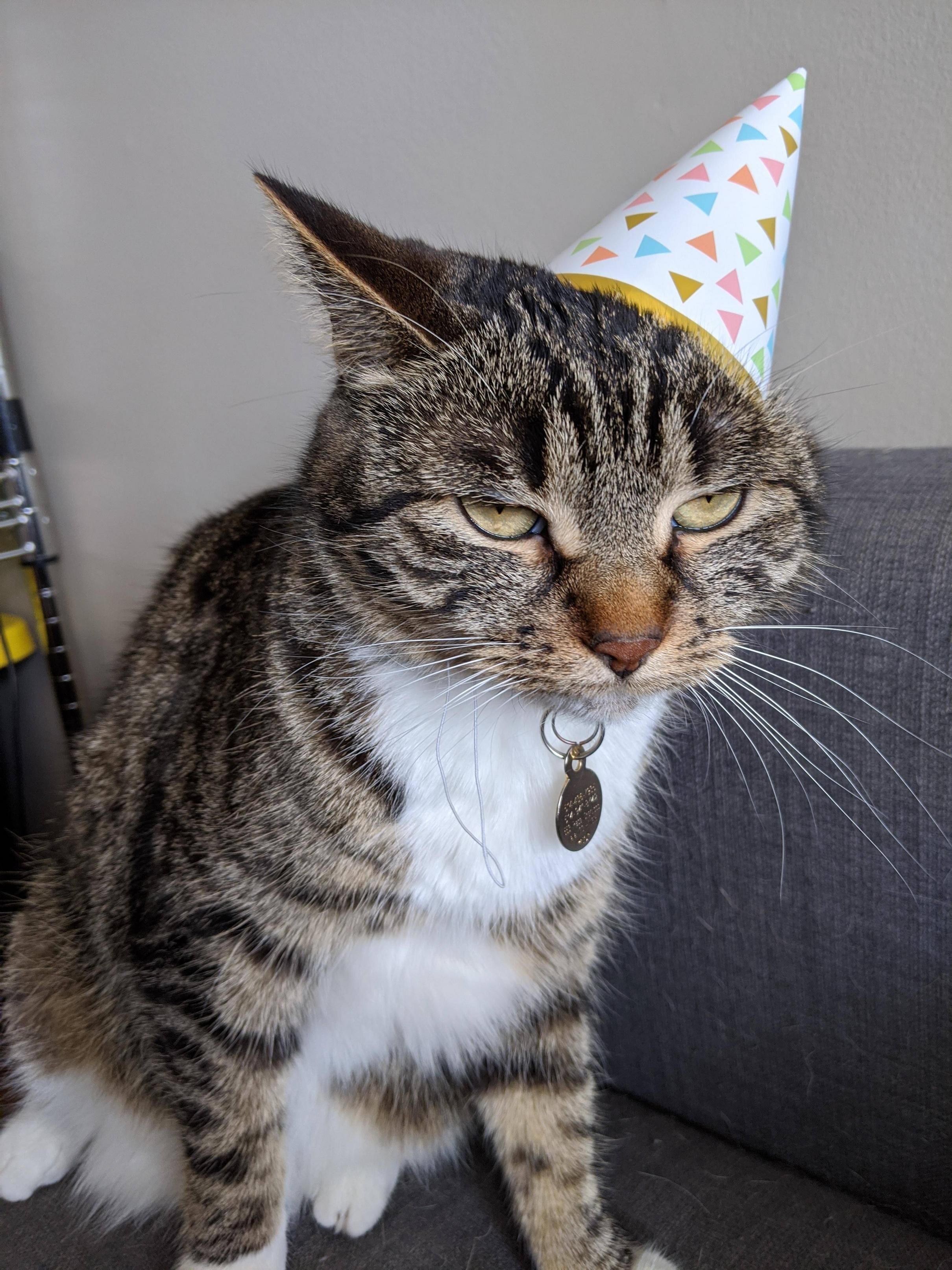 My cat turned 3, she was not impressed with the celebrations