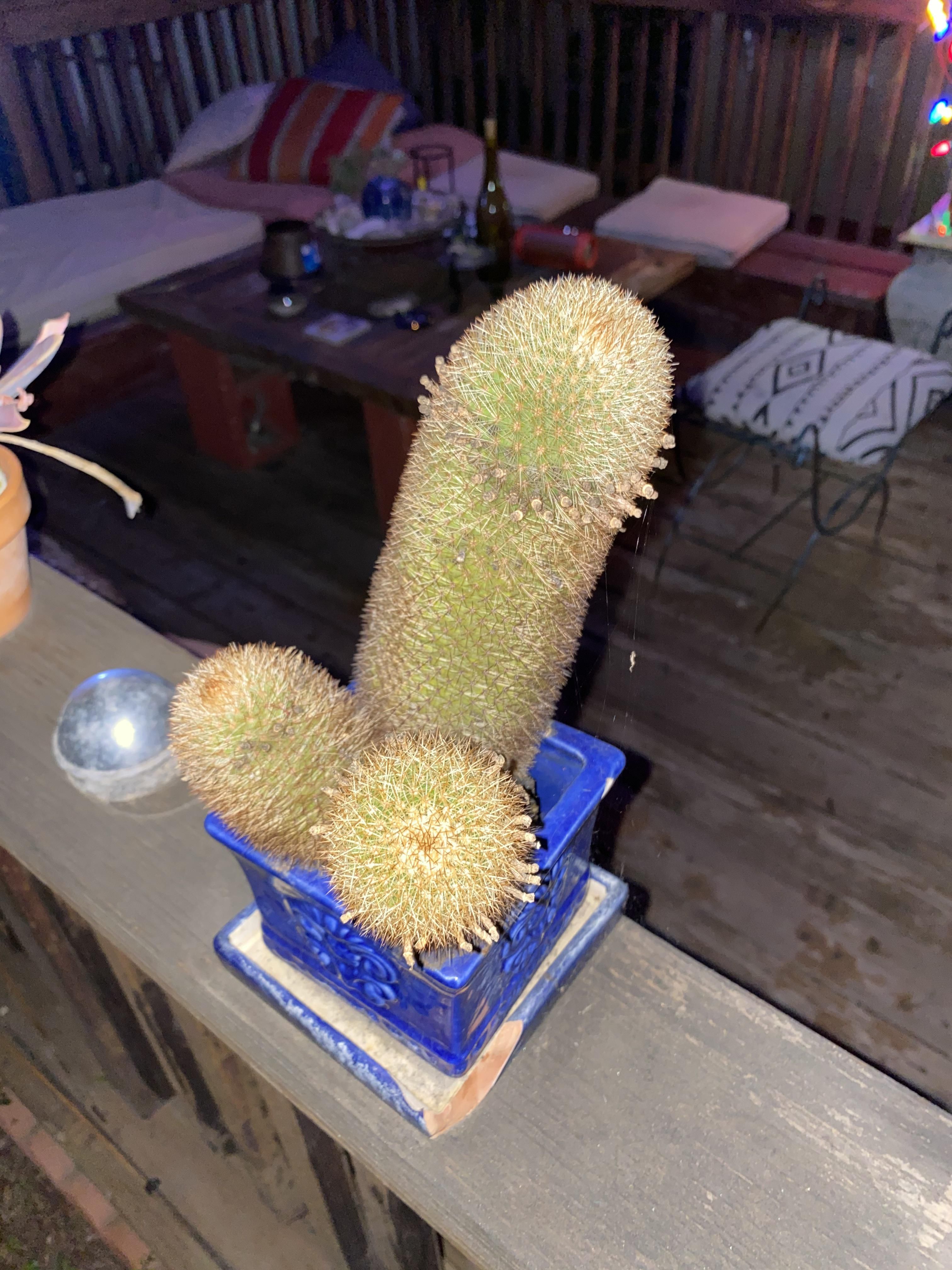 This prickly cactus I found