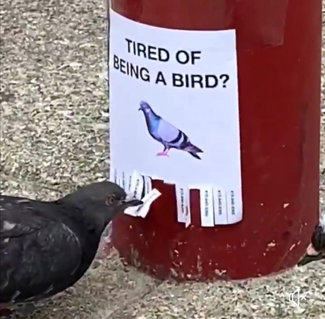 Existential crisis pigeon