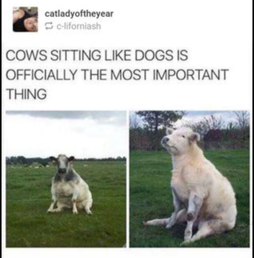 Nice Pose Cow