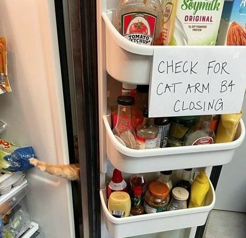 What a Sneaky Kitty!