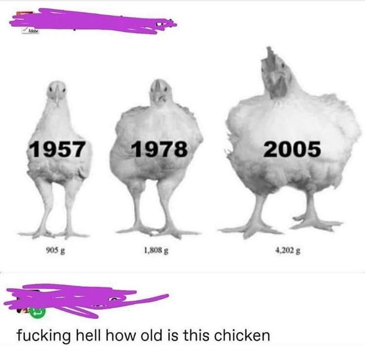 Chicken from 1957 to 2005