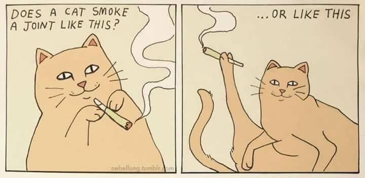 How cats smoke a joint