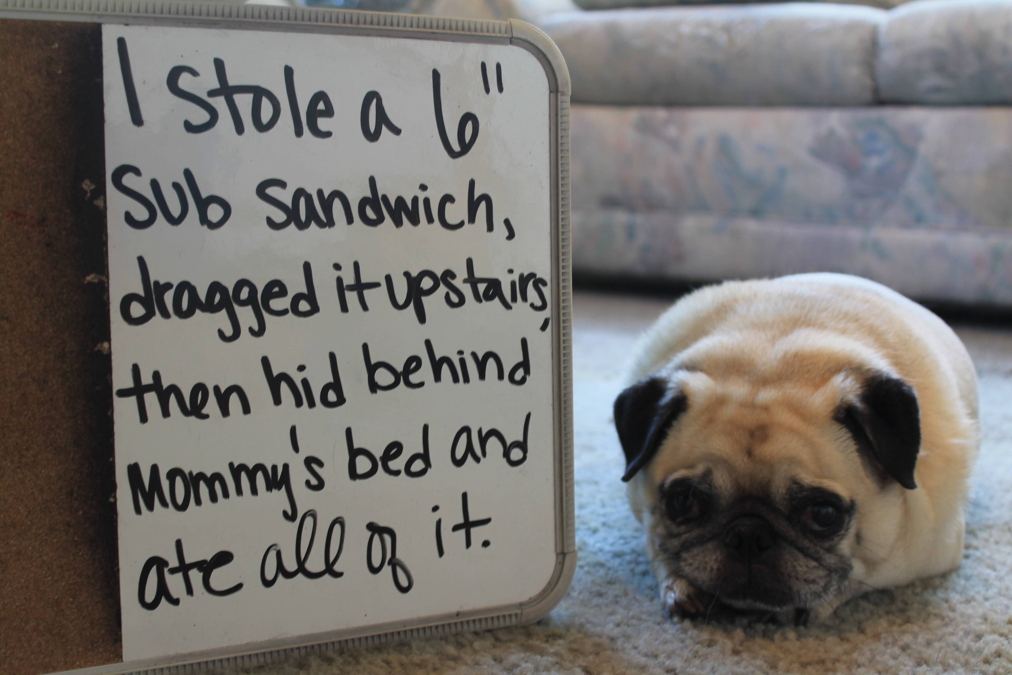 Pug shaming