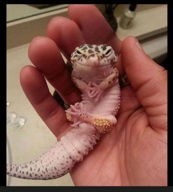 This gecko planing how to take over the world.