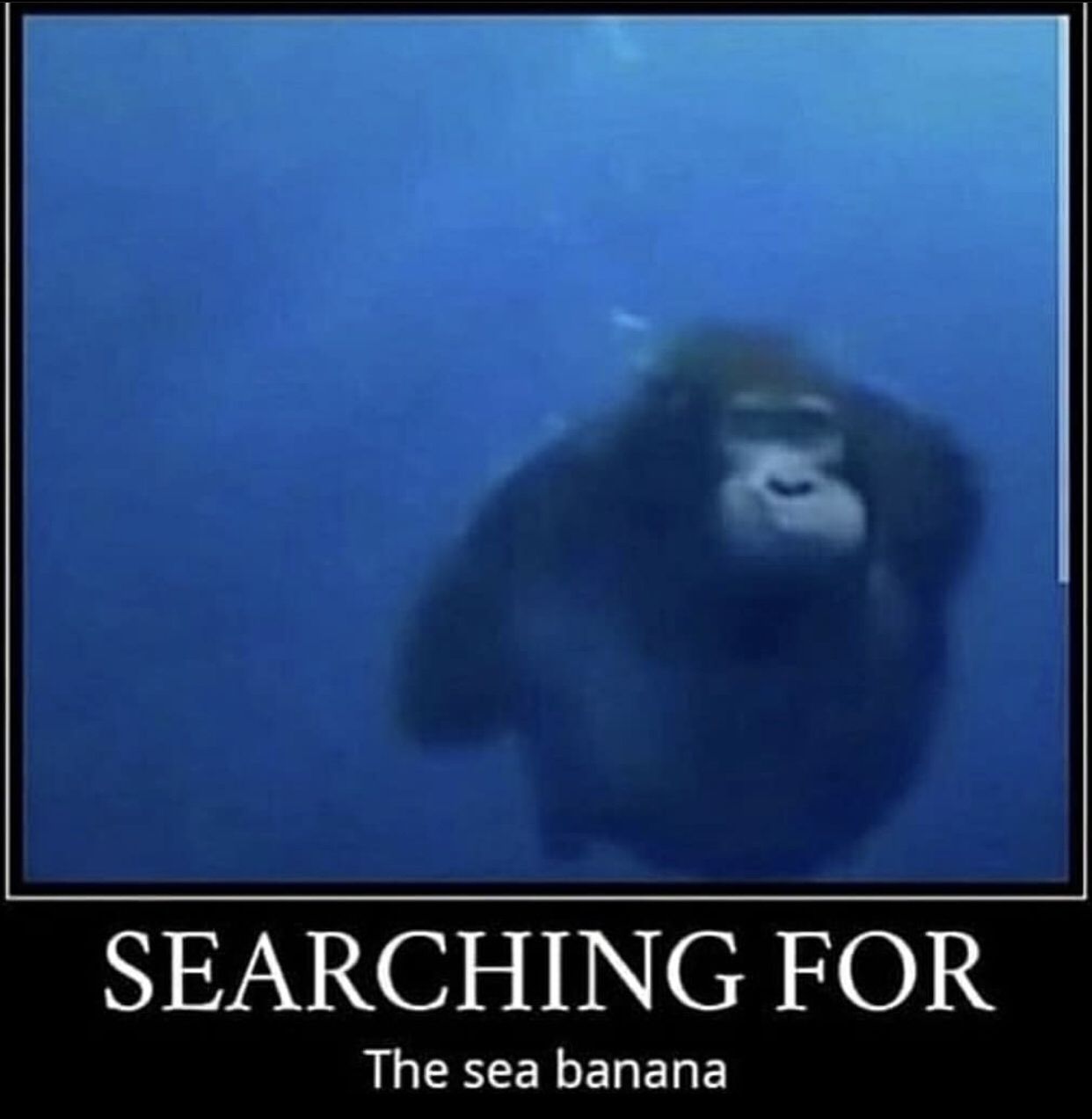 Sad monkey noise