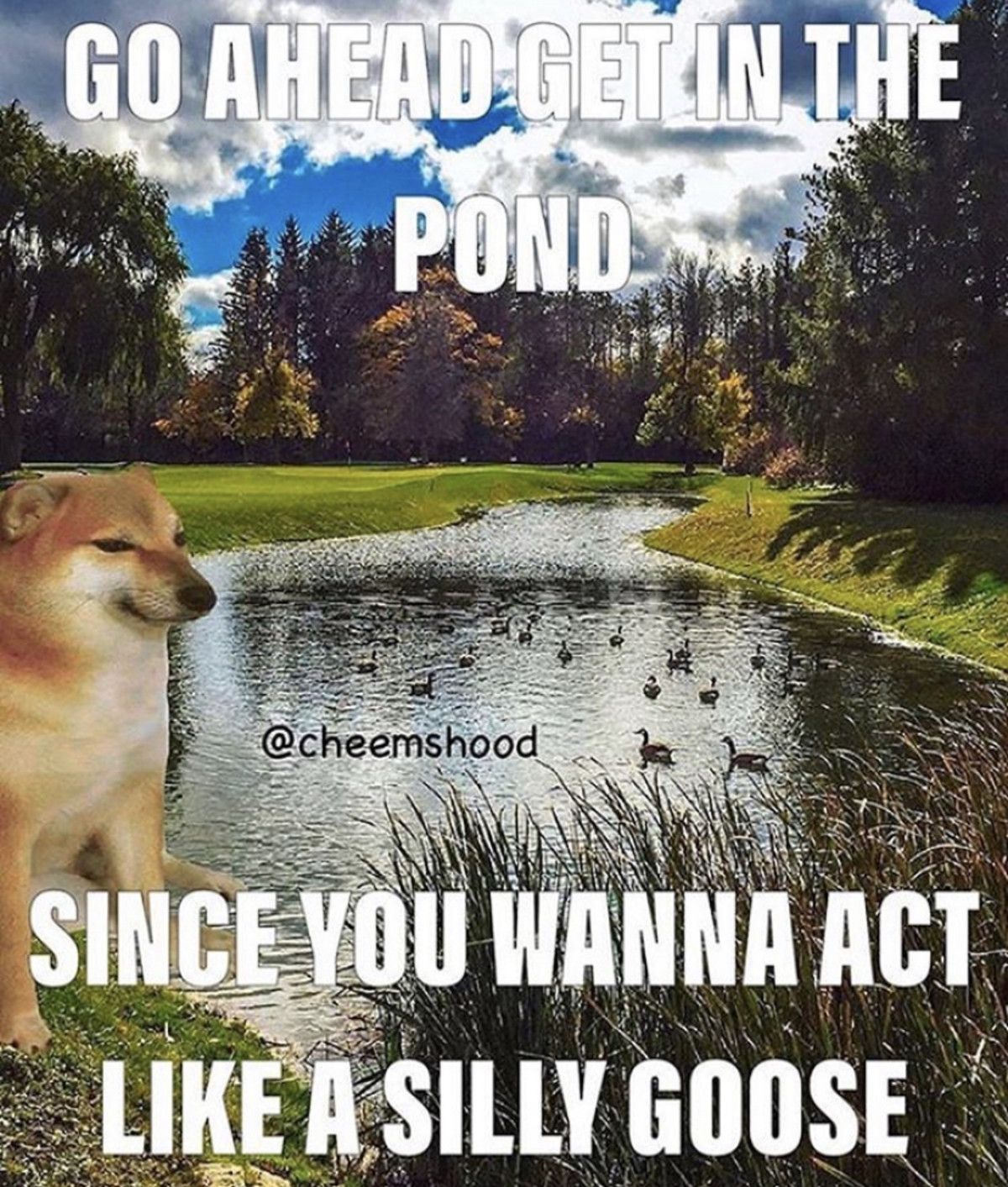 silly willy