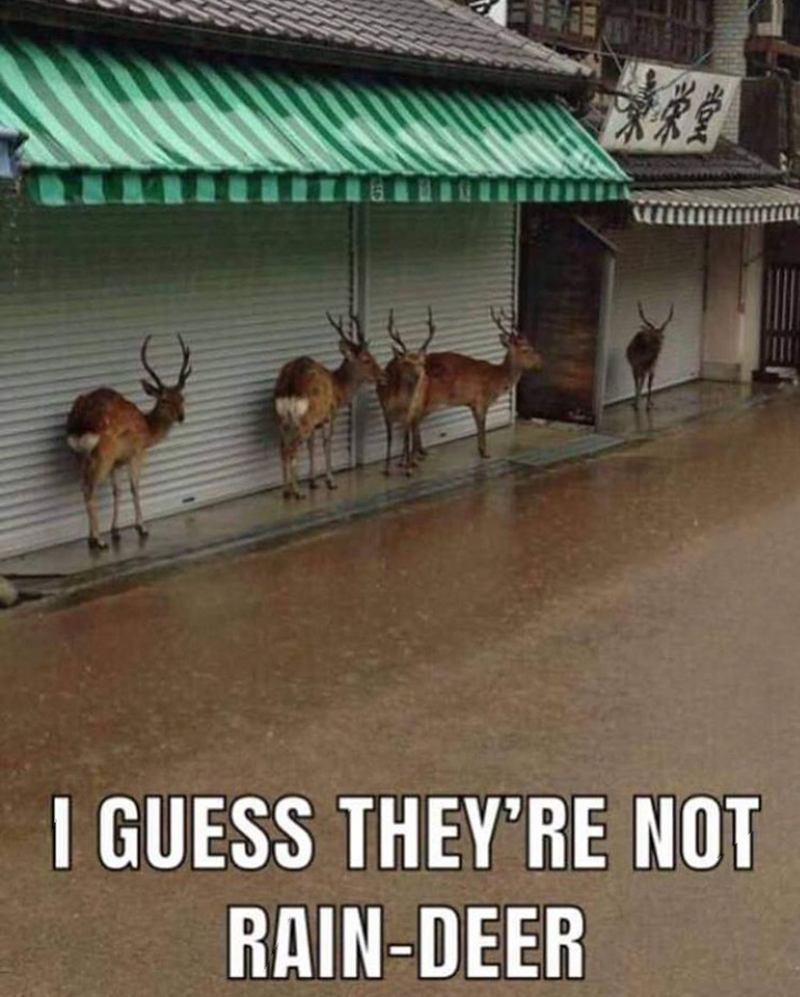 Rain-deer