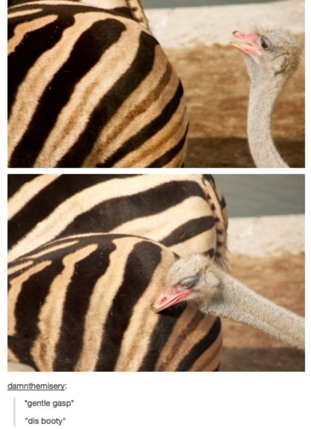 kiss the booty