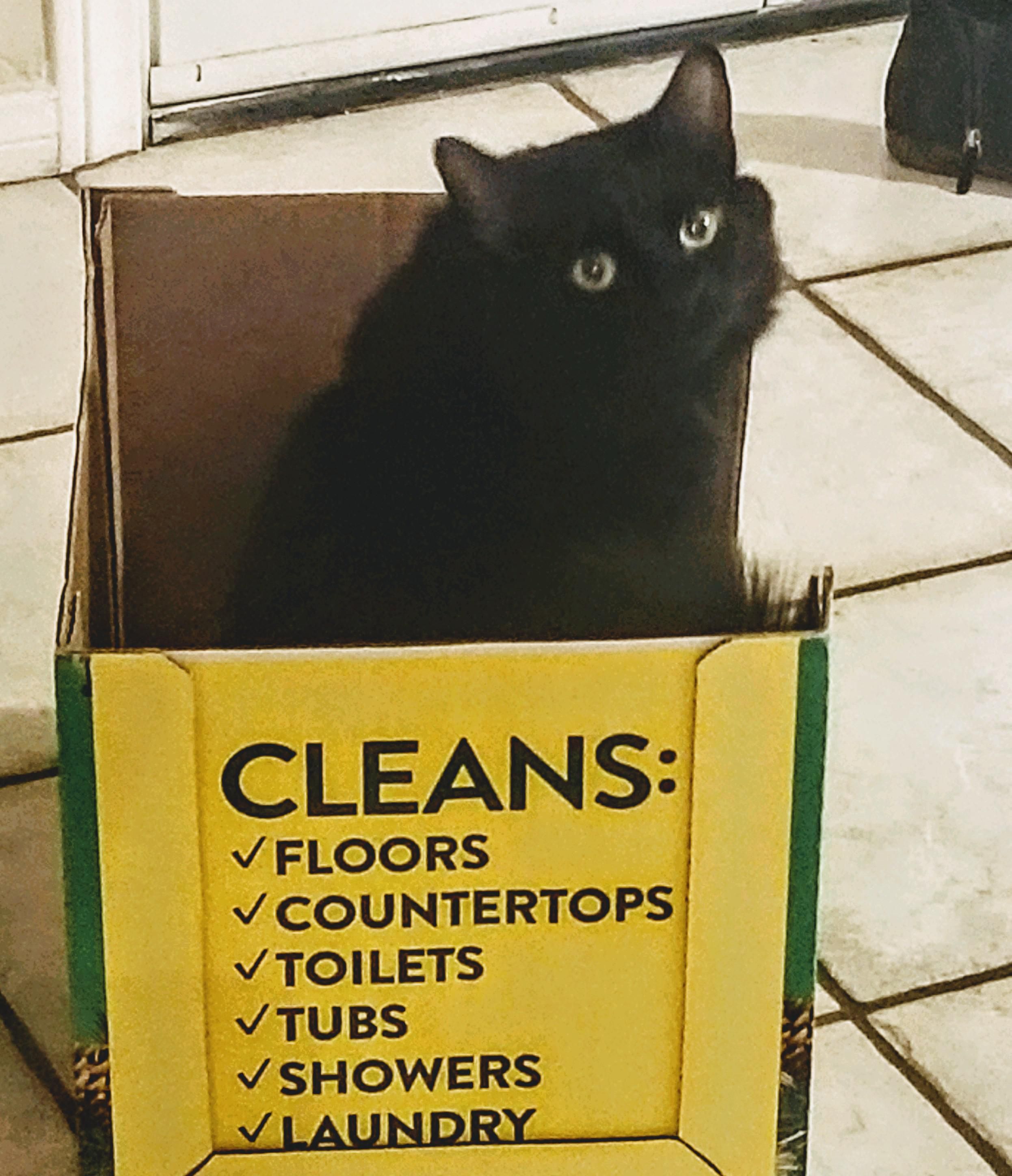 My cat sits in a box of lies.
