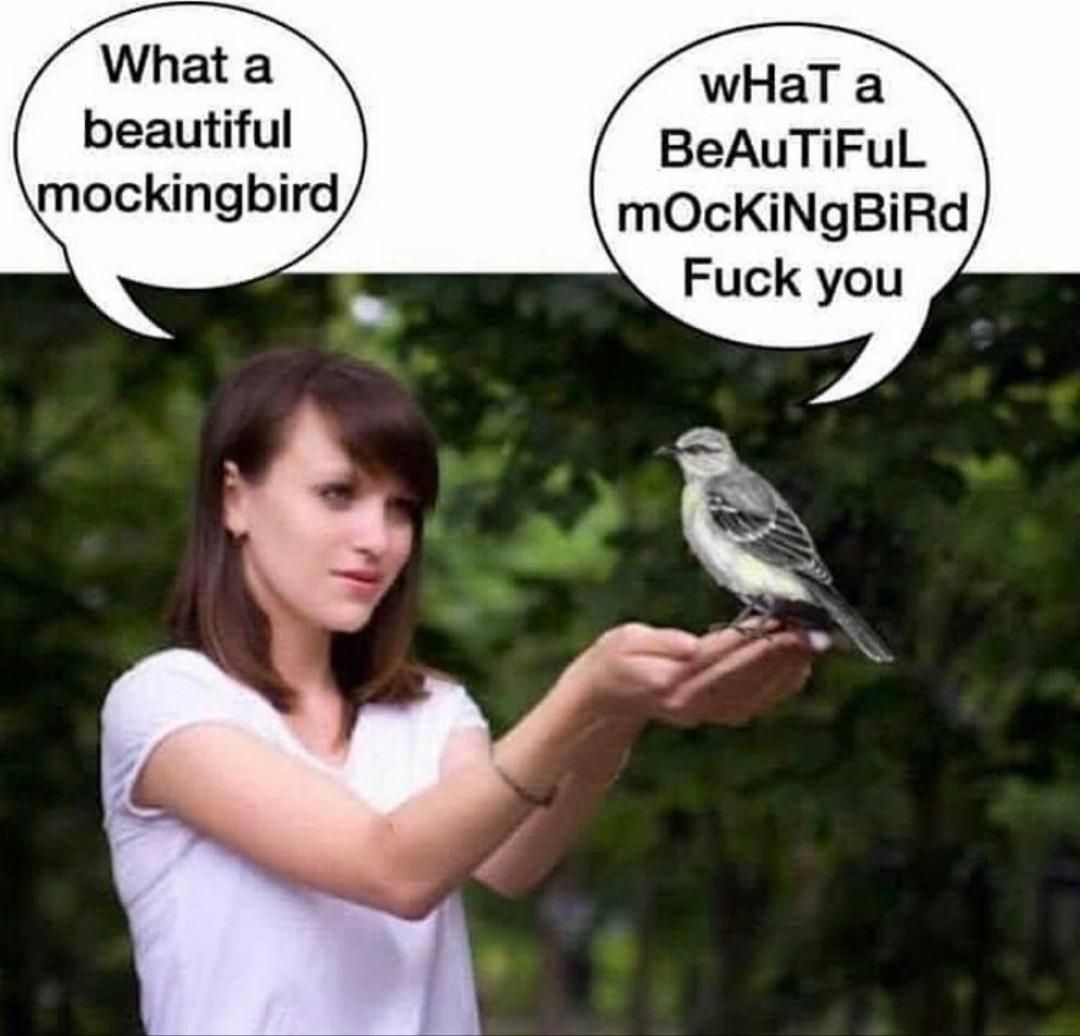 A beautiful mockingbird