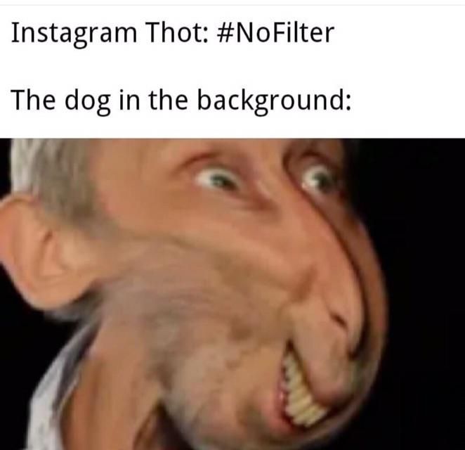 It's just the dog of the Habsburg