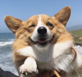 Can I offer you a Corgi in these trying times?