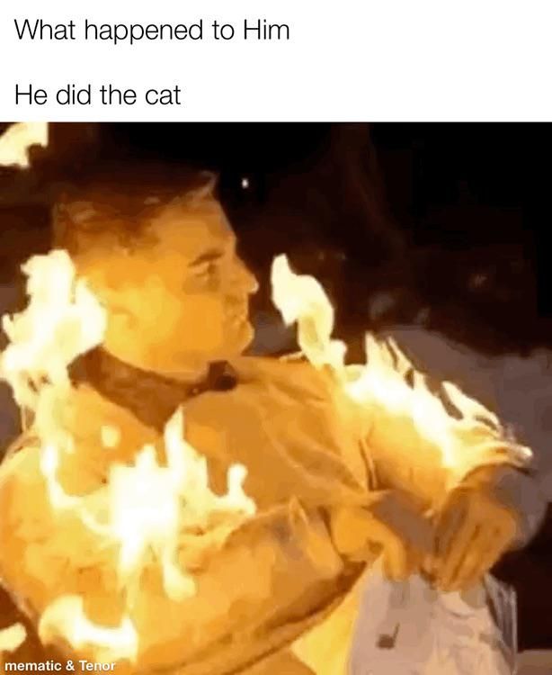 cats be like that