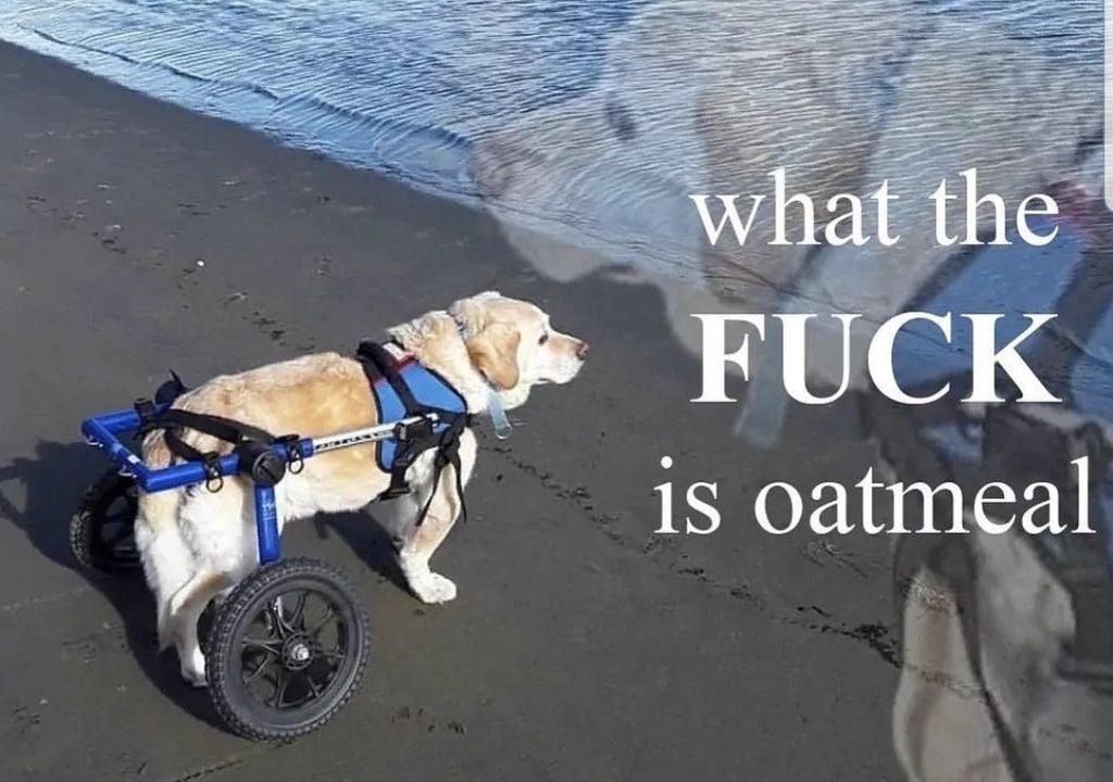 Someone ask for a higher resolution picture of this meme, here fams