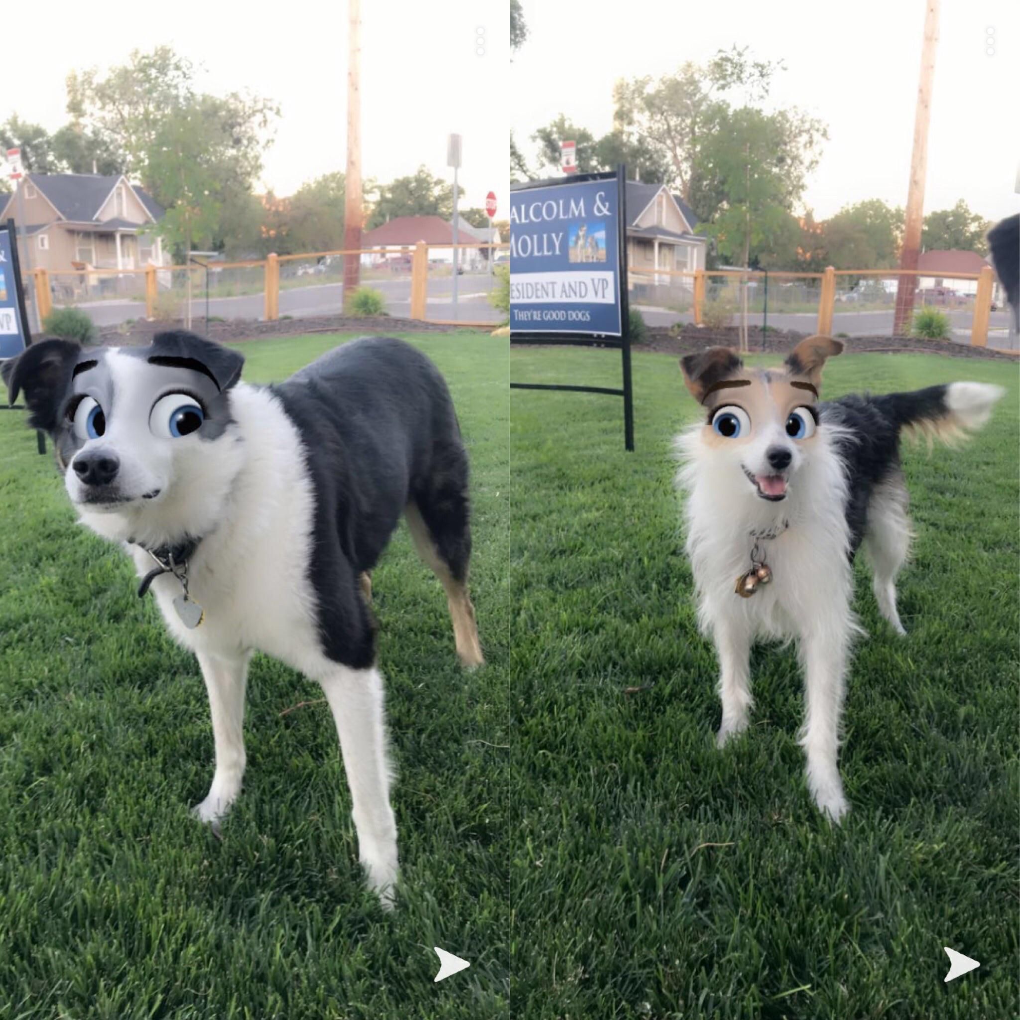 I tried a Snapchat filter on my dogs.