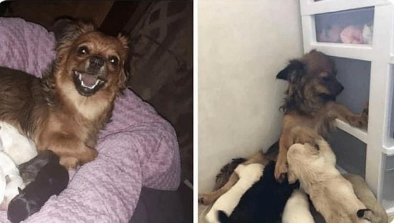 My dog when she first had her pups vs now