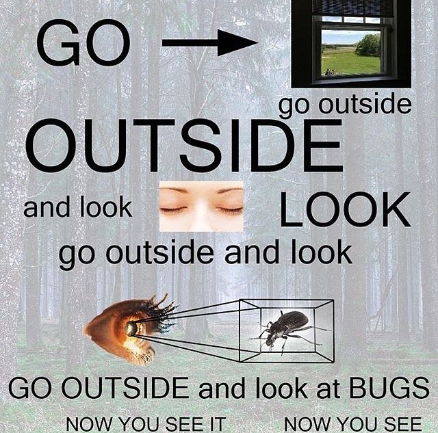 and see cool bug facts